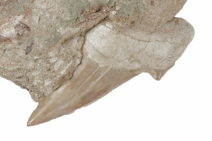 Otodus Shark Tooth Fossil in Rock - Eocene #215642